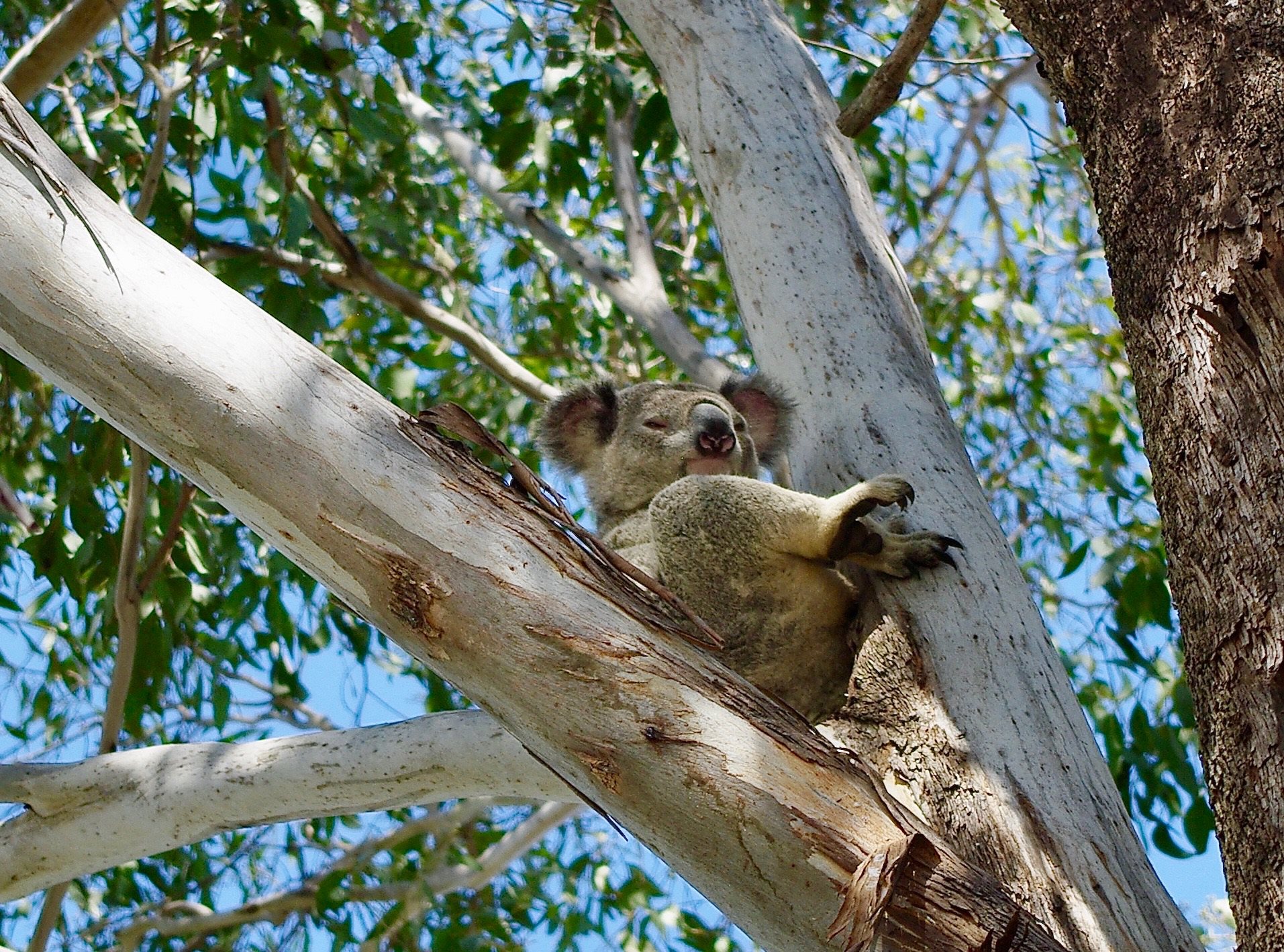 Toogoolawah : kangaroos & koalas